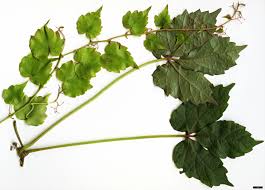 Image result for Parthenocissus