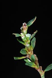 Image result for Polygonum aviculare