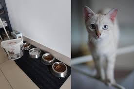 Bila bercakap tentang kucing, pastinya ia tidak akan pernah habis. Jangan Berkira Bela Kucing Bukan Sekadar Beri Makan Ini 5 Perkara Lain Tak Patut Anda Abaikan I Suke Mstar