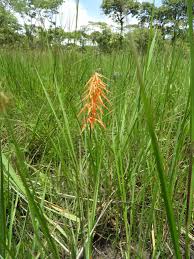 Image result for Orthochilus walleri