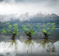 In fact, you can actually grow a new tree by simply taking a stem and sticking it in moist soil. The Willow Trees Of Glenorchy New Zealand