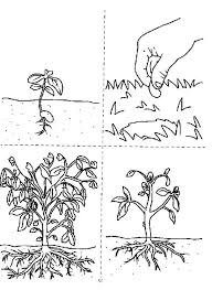 How Does A Growing Plants Coloring Page Sunflower Coloring Pages Coloring Pages Flower Coloring Pages