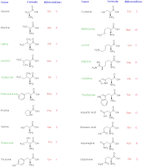 Prototypical Amino Acid Chart Full Names Amino Acid Chart