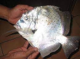 Daun ketapang punya banyak manfaat dan sering digunakan sebagai obat alami untuk menyembuhkan berbagai macam jenis cupang sampai ikan hias lainnya. Jenis Ikan Daun Baru Platspender Wordpress Com