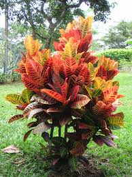 Cutting back into bare wood is. Codiaeum Variegatum Wikipedia