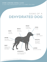 Klein suggests that you gently hold some of the dog's skin near his shoulder blades, raise it up, and then. Signs Of A Dehydrated Dog River Landings Animal Clinic In Bradenton Florida