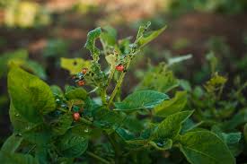 That being said, it's a powerful toxin, and you may wish to try less harmful measures before you use sevin dust on tomato plants. Vegetable Garden Insects Alabama Cooperative Extension System