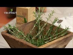 Comment Faire Du Sirop De Romarin Jardinerie Truffaut Tv Youtube Sirop De Thym Romarin Plantes Aromatiques