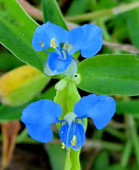 Image result for Commelina reptans
