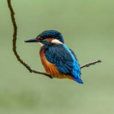 Profile for Thomas Greve