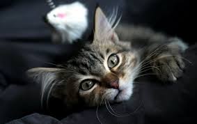 Jun 19, 2021 · puedes hacer yoga en la cama, sí, lo has hecho bien. Cuando Es El Dia Mundial Del Gato T13
