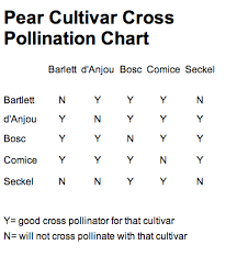 Cherry pollination chart pollination chart, how to plant corn in your vegetable garden, fruit tree pollination charts apple plum cherry pear, seed pollination chart 1 gardening pinterest, 1000 images about pollination on pinterest fruit trees. Fruit Trees House By The Side Of The Road