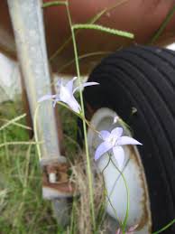 Image result for Wahlenbergia denticulata
