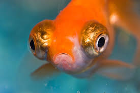 How To Treat Popeye Disease In Aquarium Fish Sekiro underwater exploration mibu village red carp eyes, prayer bead, treasure carp locations. treat popeye disease in aquarium fish
