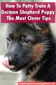 How To Potty Train A German Shepherd Puppy The Most Clever Tips Anything German Shepherd