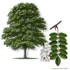Klett, c.r wilson and s. 10 Types Of Locust Trees Identification Guide With Name Pictures American Gardener