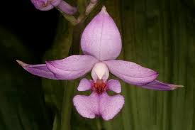 Image result for Calanthe sylvatica