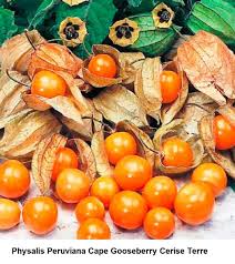 Image result for Physalis peruviana