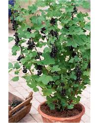 Cassissier A Gros Fruits Andega A Cultiver Jardin Pot
