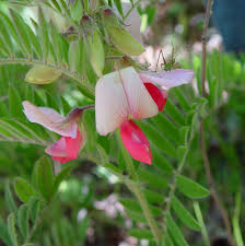 Image result for Tephrosia polystachya