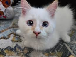 Name help! : r/Flamepoints