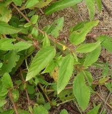 Image result for Corchorus aestuans