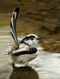 Black And White Bird With Long Tail Feathers Long Tailed Bushtit This Bird Is Adorable In Every Way Sweet Tail Fluffy Feathers Darling Face Beautiful Birds Nature Birds Birds