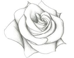 Coloriage clochette en noir et blanc dessin gratuit a imprimer. 1001 Modeles Et Conseils Pour Apprendre Comment Dessiner Une Rose Dessin Rose Comment Dessiner Une Rose Croquis De Fleurs