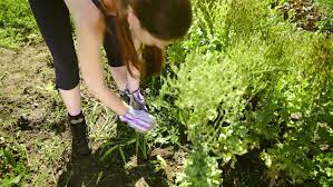 First, you should water your garden the night before you plan on moving it so that the plants are well hydrated for the move. Cleaning Soil From Plant Roots Stock Footage Video 100 Royalty Free 1020624037 Shutterstock