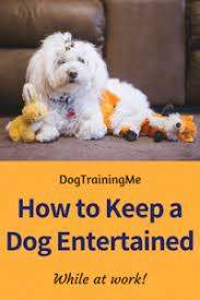 How to keep dog entertained while at work. How To Keep A Dog Entertained While At Work Dog Training Me