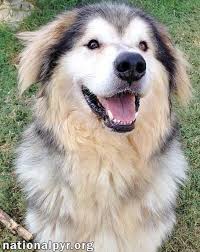 Great pyrenees***puppies $400 (kingstree, sc) hide this posting restore restore this posting. Alaskan Malamute Great Pyrenees Husky Mix Pets Lovers