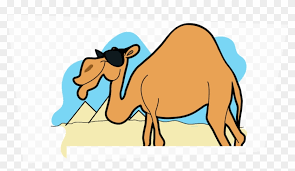 What animals have third eyelids? Camels Have 3 Eyelids To Protect Themselves From The Factoid Free Transparent Png Clipart Images Download