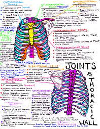 joints of the thorax, thoracic, ribcage