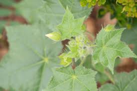 Image result for Hibiscus vitifolius