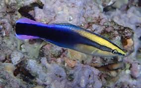 Смотреть hawaiian cleaner wrasse скачать mp4 360p, mp4 720p. Labroides Phthirophagus Hawaiian Cleaner Wrasse Snorkeling Report