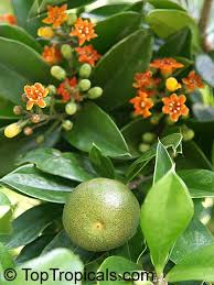 Image result for Bussea xylocarpa