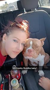 Stolen miniature American bully dog in Clearwater, Florida