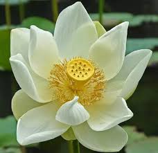 And Symbolisms In Buddhism Hinduism Egyptology In 2020 Lotus Flower Meaning Flower Meanings Lotus Flower