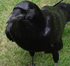 Atat femela cat si masculul corb sunt asemanatori, doar ca femela este mai mica decat masculul. PÄƒsÄƒrile Romaniei Ii Casa Cu Perusi