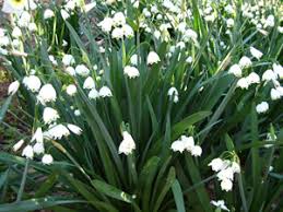 Not a remastered 2018 version. Plant Of The Week Summer Snowflake