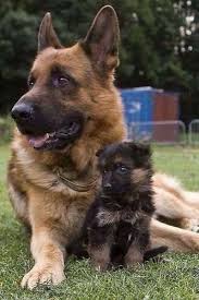 Pin By Sbarnes On Animal German Shepherd Dogs Dogs Shepherd Puppies