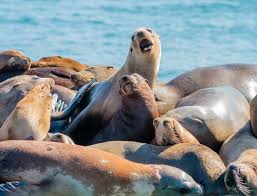 Seafood restaurant in guadalajara, jalisco. Galeria De Fotos De Leones Marinos Fotos De Leones Marinos
