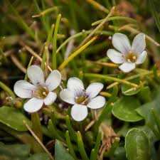 Image result for Limosella grandiflora