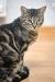 Tabby Cat Black