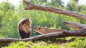 Foto hd elang vs harimau. Quarrel 1080p 2k 4k 5k Hd Wallpapers Free Download Wallpaper Flare