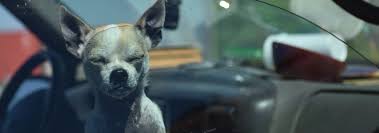 Treatment may involve the use of eye drops or ointments along with oral medications. Conjunctivitis Pink Eye In Dogs Hill S Pet