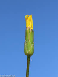 Image result for Pseudopodospermum hispanicum