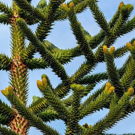 Désespoir des singes : arbre unique | Bakker – Bakker.com