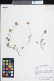 Image result for Trifolium purseglovei