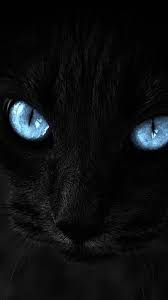 Pin By Y Rt On Wallpaper Beautiful Cats Black Cats Rock Cats And Kittens